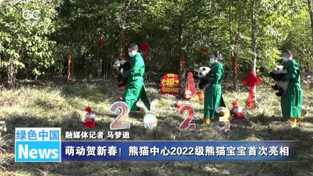 萌动贺新春!熊猫中心2022级熊猫宝宝首次亮相