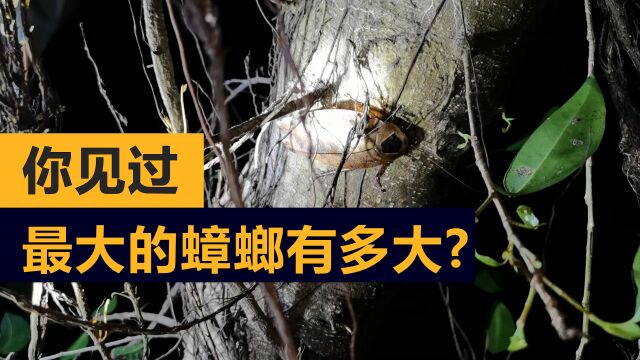 国内最大的蟑螂有多大?