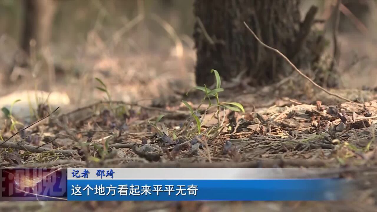 大洪山:石斛产业 让绿水青山变金山银山