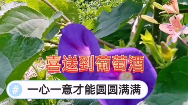 牵牛花的花语和寓意,一根藤生存开花象征坚强,花语:爱情永固!