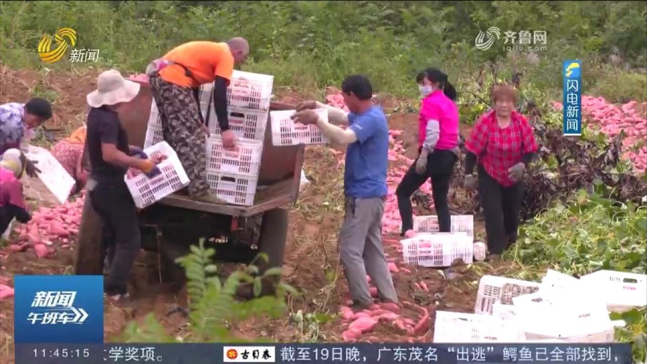 安丘:优质蜜薯迎来收获季,亩产达到七、八千斤,低洼地大变身