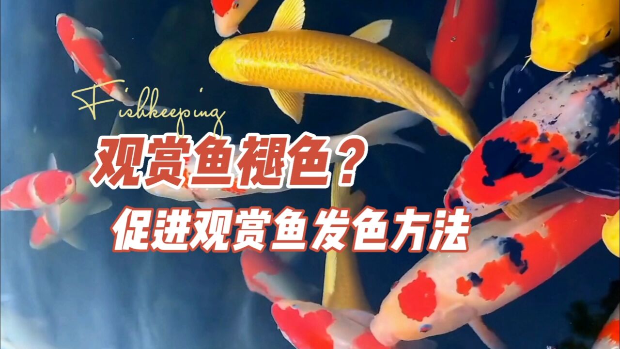 观赏鱼褪色?一些促进鱼儿体表发色的方法:养鱼笔记第4季49集