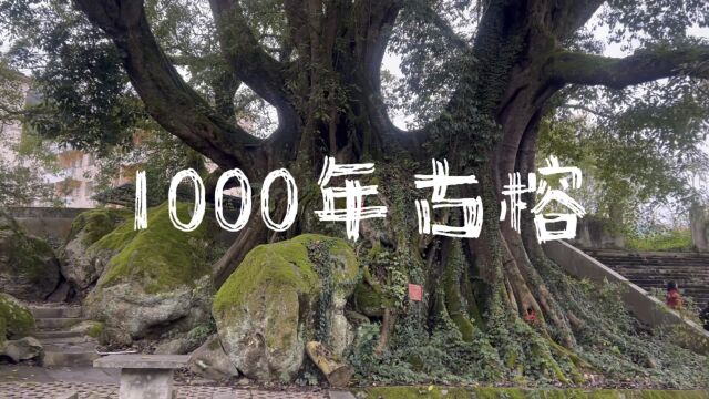 实拍广西田林高龙金矿古榕,树龄上1000年,18人才能合抱,当地人拍照打卡好去处