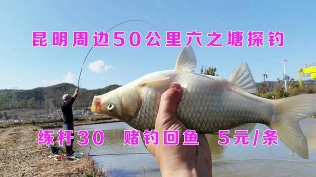 昆明周边50公里六之塘探钓,30就能钓一天,回鱼方式独特5元条 #爱钓鱼 #水库钓鱼 #水库野钓 #台钓 #昆明 #昆明周边