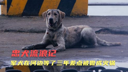 感人电影《忠犬流浪记》军犬一生只认一个主人，在河边等了三年差点被做成火锅，只为寻人
