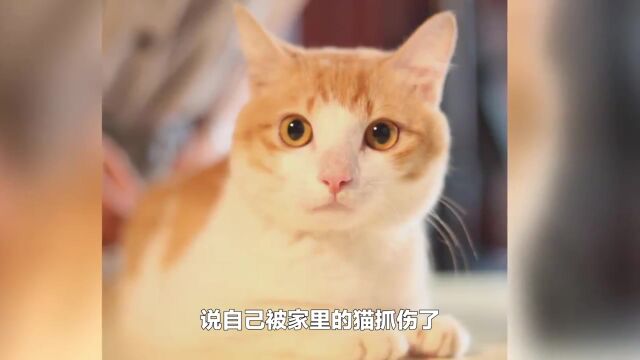 伸手去摸猫咪,被猫抓出血了,很多人不知道猫抓你的真正原因