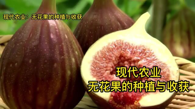 无花果种植技术与管理视频,现代农业:无花果的种植与收获