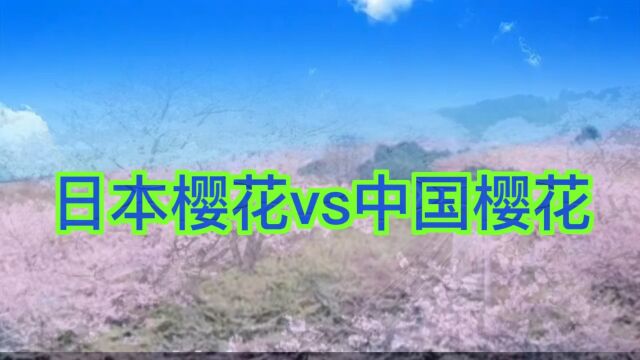 日本樱花VS中国樱花