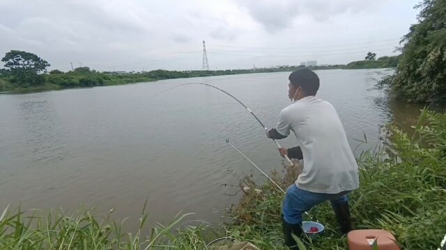 沙河钓鲮鱼饵料配方,不管水面有多大,照样乖乖地排长队来抢吃