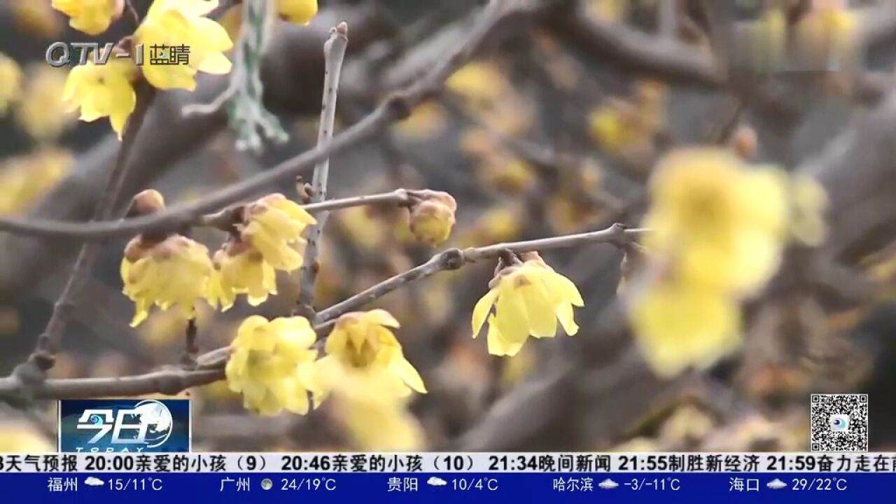 莫负好时光!在海云庵,一棵八十多年历史的腊梅盛开了!