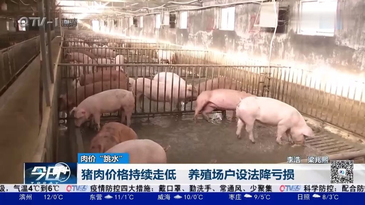 猪肉价格“跳水”!肉价低至9元一斤,养殖场户设法降亏损