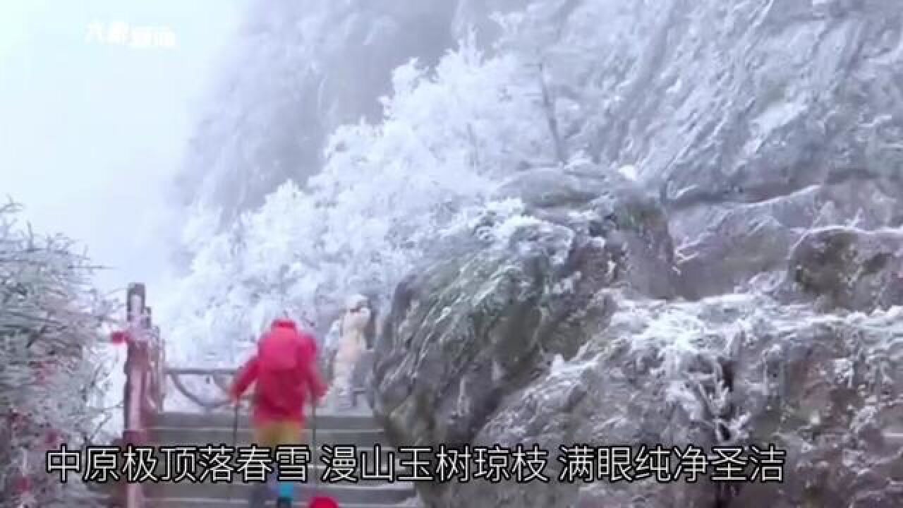 2月12日,河南栾川,春雪妆点伏牛山主峰:漫山玉树琼枝,满眼纯净圣洁