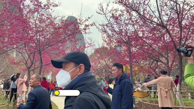 广西壮族自治区桂林市,打卡南溪山樱花园