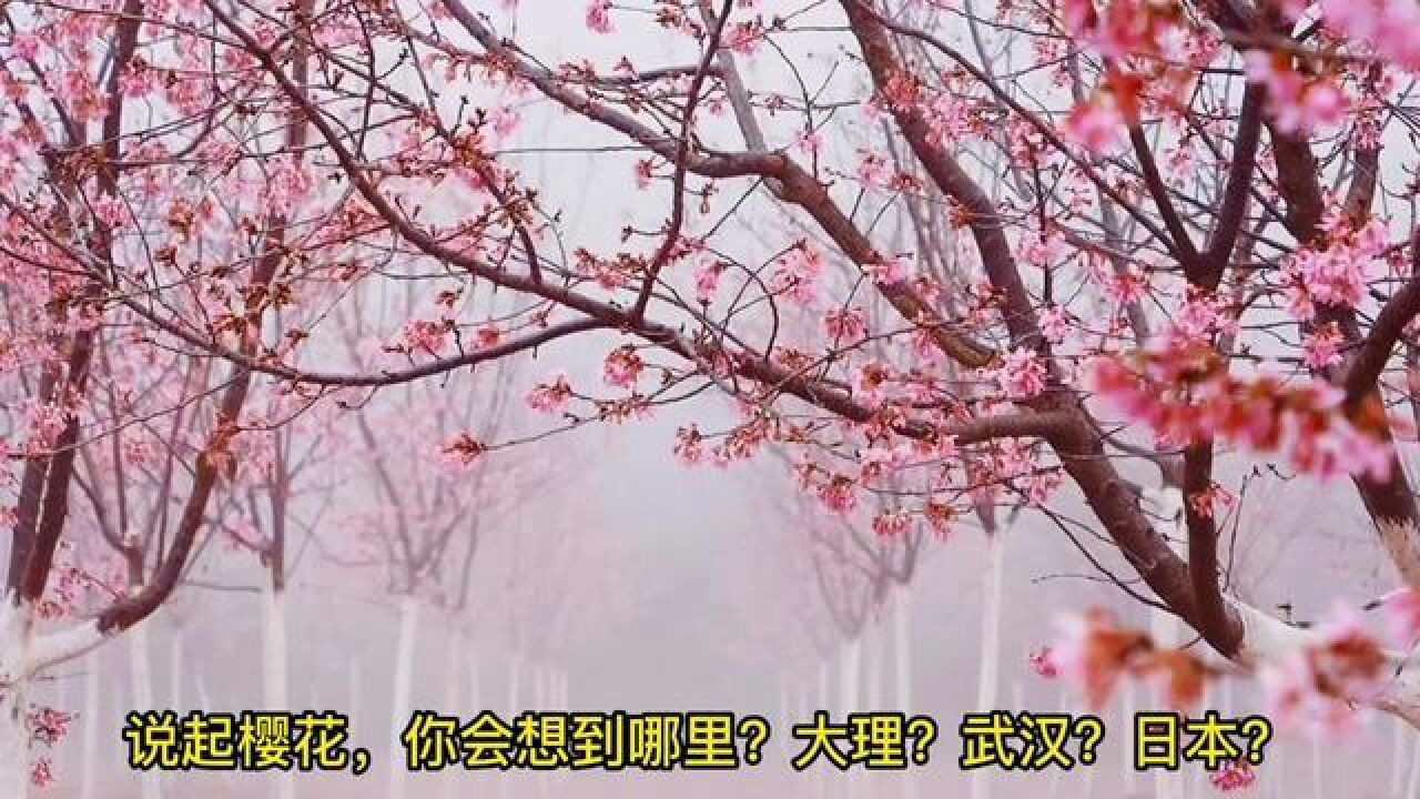 千亩樱花宜良盛放,央视点名的昆明赏樱胜地,这也太美了吧!