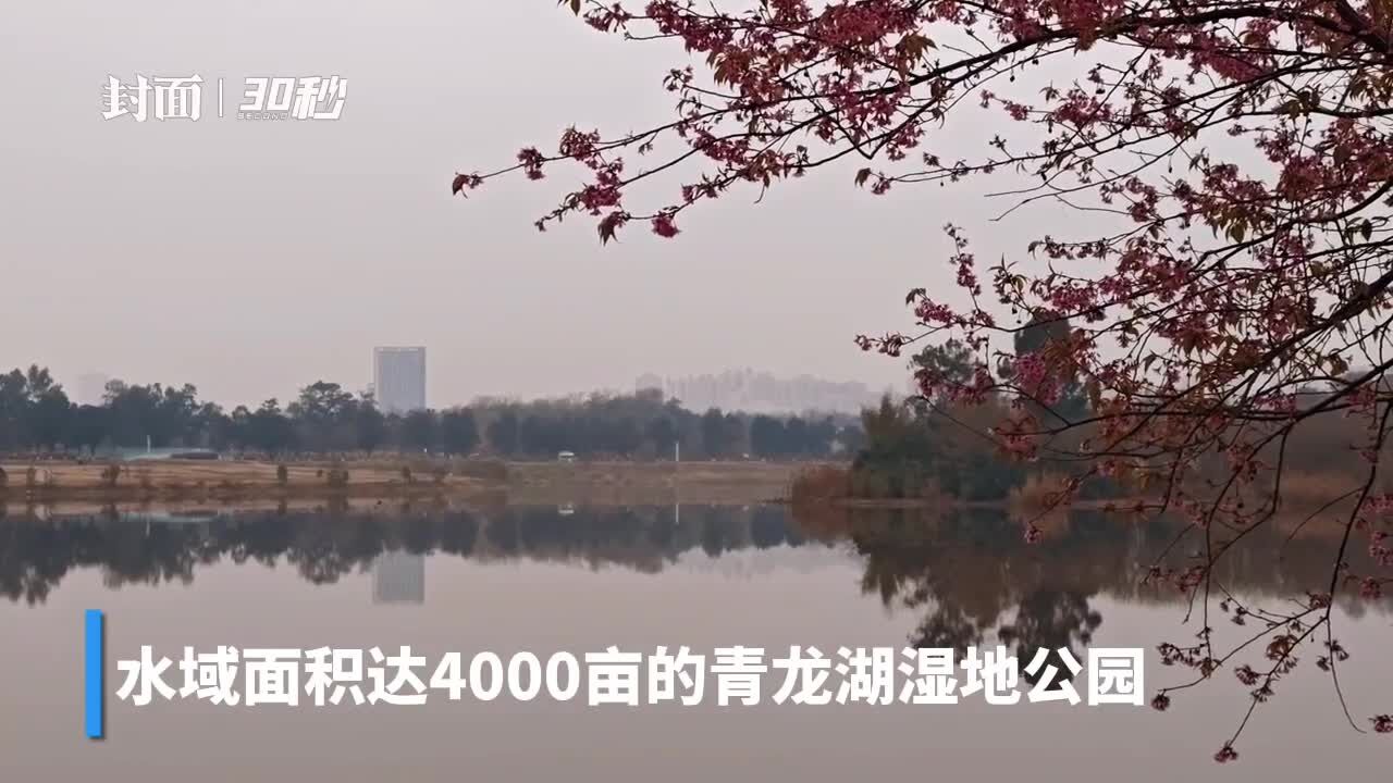 骑行成都青龙湖湿地公园 赏花观鸟寻野趣