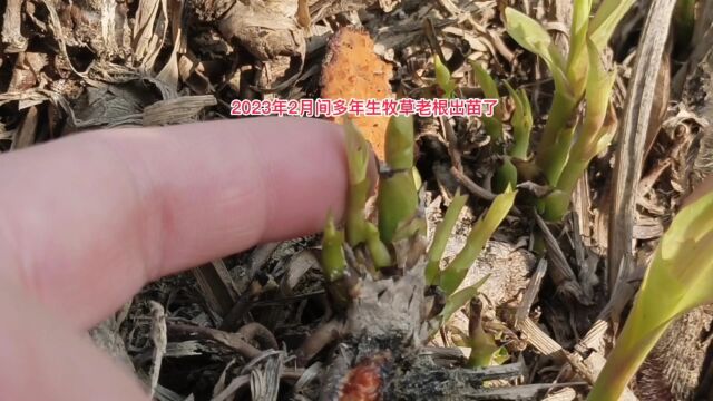 2023年2月份的高产牧草,巨菌草老根发出嫩芽,一芽出这么多苗