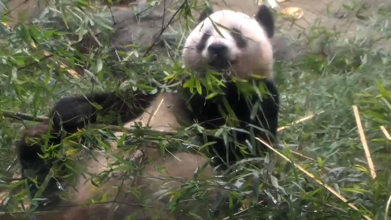 旅日大熊猫“香香”即将回国!最后一天在日见游客 与民众惜别收祝福