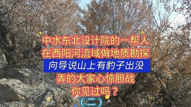 中水东北设计院的一帮人,在西阳河流域做地质勘探,向导说山上有豹子出没,弄的大家心惊胆战,你见过吗?#喜欢爬山感受大自然的气息