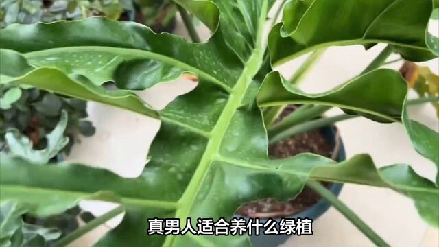 这几种绿植界的“硬汉”,男人适合养的绿植盆栽