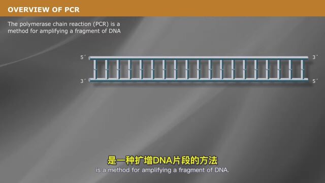 PCR简介  NEB(AI中文配音)