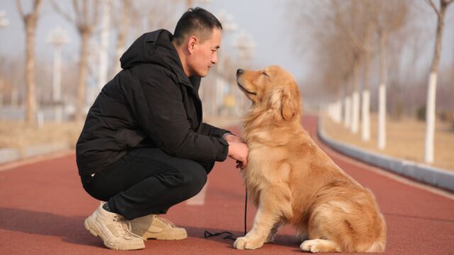 为什么金毛会成为寻回猎犬,它有什么优势呢?