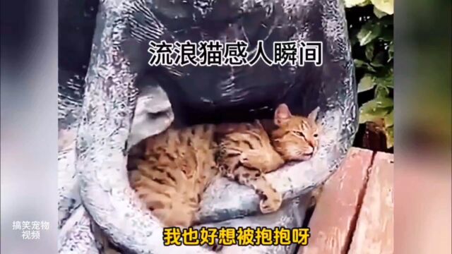 流浪猫感人瞬间