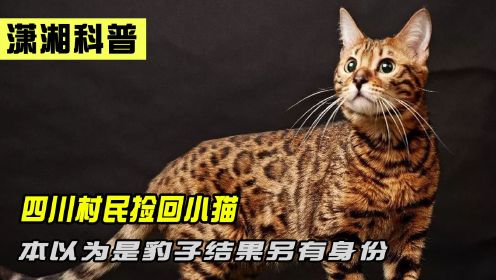 四川村民山上捡到野猫，长相可爱却性格凶残，真实身份令人震惊！ 