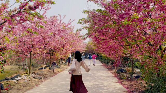 武汉周边一站式赏樱花油菜花古镇一日游路线、景美还不收门票