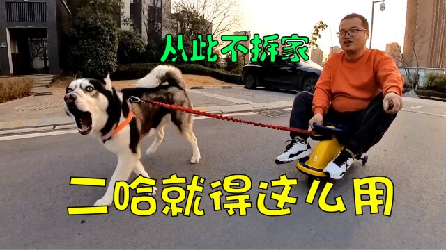 这才是雪橇犬二哈的正确打开方式,既消耗精力又防止拆家,绝了