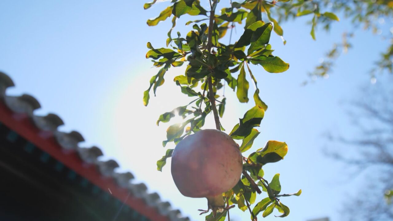 枣花开了,第一个少数民族党支部在西城区这个学校——