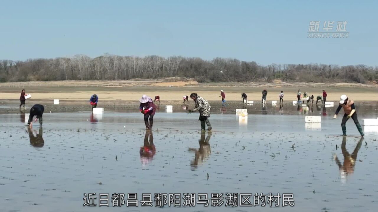 鄱阳湖区人工栽种苦草为候鸟“备粮”