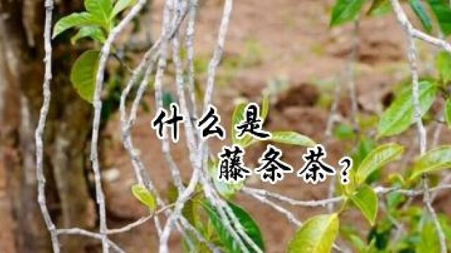 什么是藤条茶?#云南普洱茶 #知茶懂茶