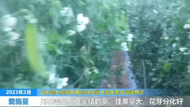 大量元素水溶肥山东蔺大哥豌豆使用蔓叶大量元素水溶肥开花率高,豆荚结的多,花芽分化好