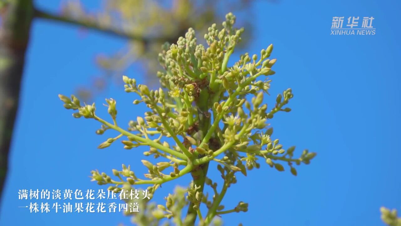 见过牛油果花吗?来云南孟连万亩种植基地看看