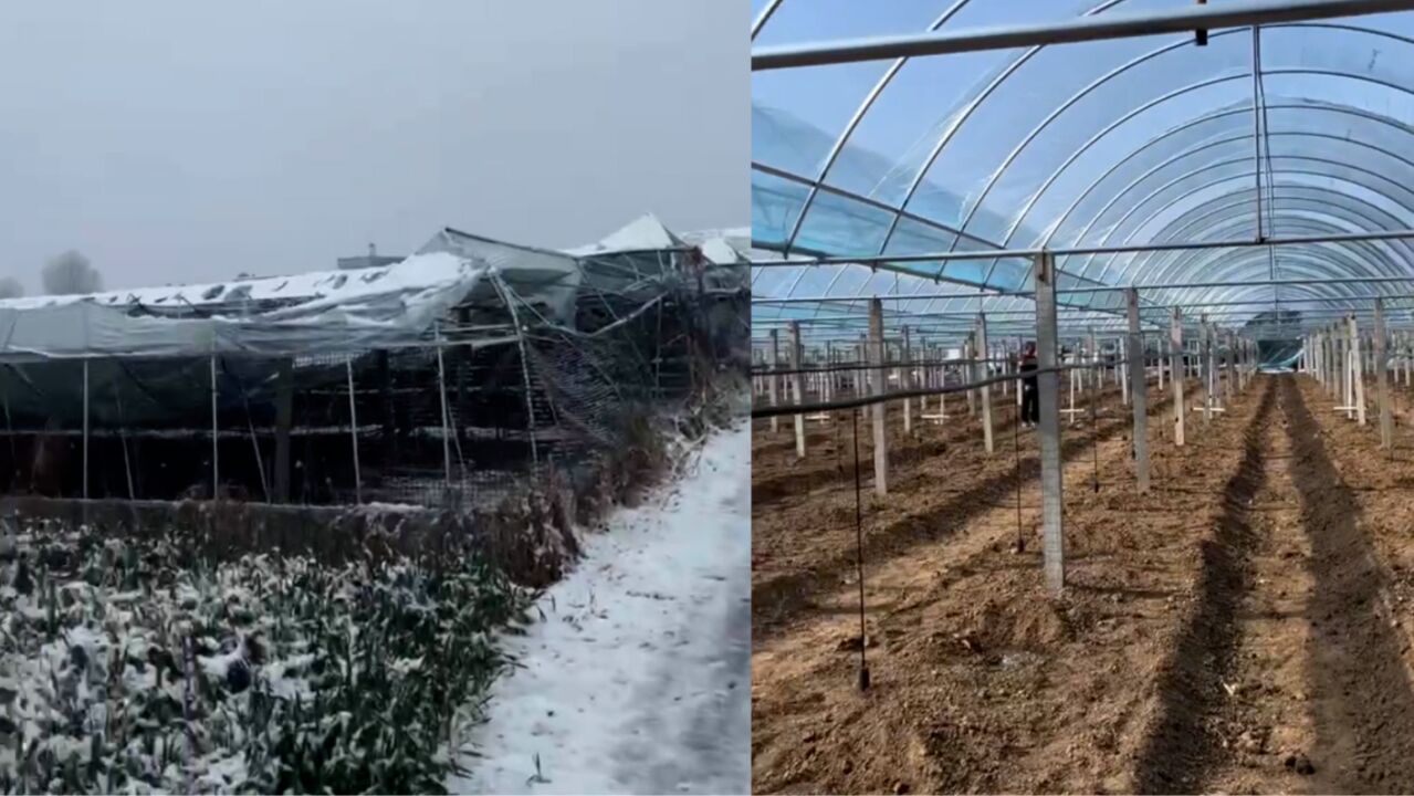 河南突降大雪致种植户40亩葡萄棚被压塌 老板:损失约80万元