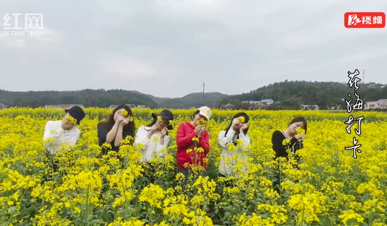 赫山区岳家桥镇:阳春三月油菜花开