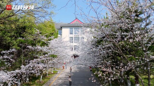 打卡樱花季!南京林业大学樱花绽放惹人醉