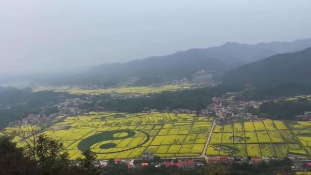 春来花开早,热闹满枝头 #菜籽花 #家乡的油菜花 #云游花花世界 #梯田美景