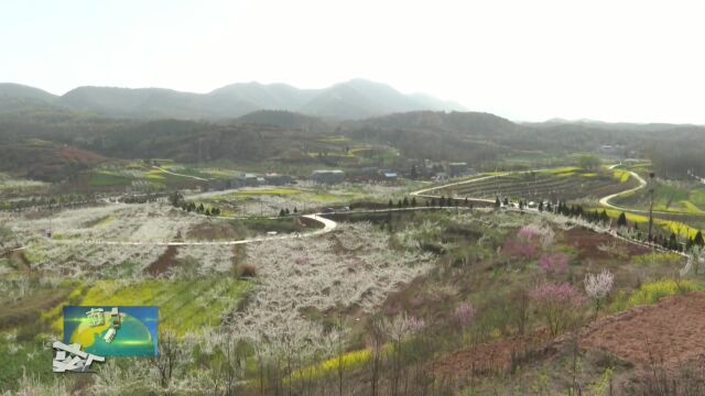 南阳淅川大力发展乡村“花样”经济