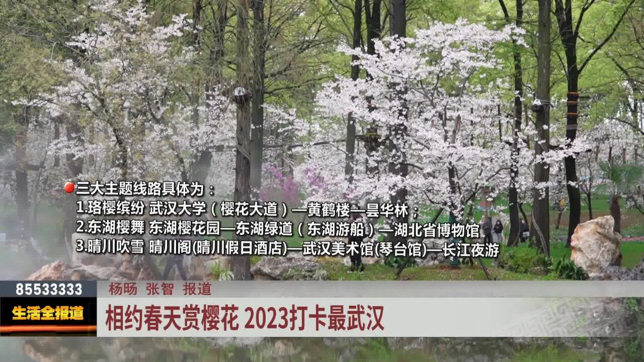 相约春天赏樱花 2023打卡最武汉