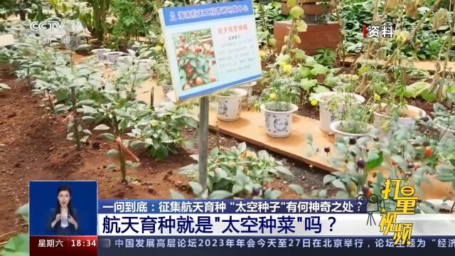 航天育种就是“太空种菜”吗?权威解答来了