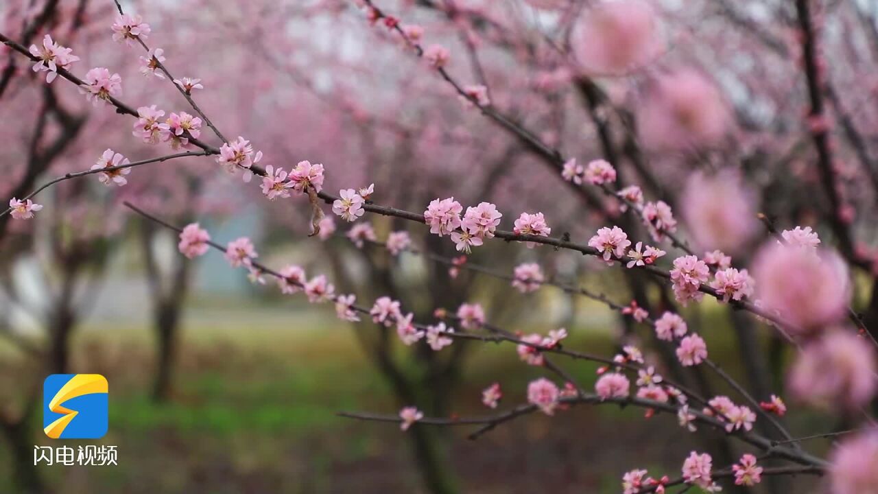 诗画山东|聊城高新区:200多株榆叶梅俏丽争春