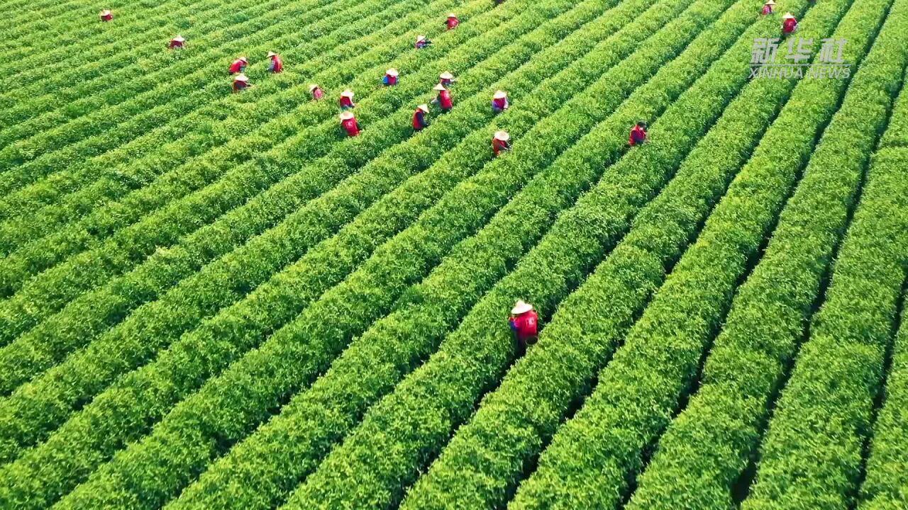 浙江丽水:电力驿站保障春茶生产