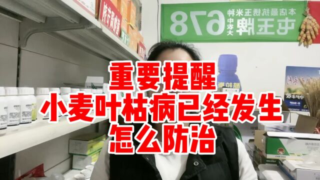 重要提醒 小麦叶枯病已经发生 怎么防治