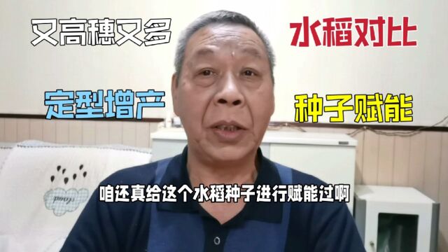 23.平顶山半亩禾田水稻对比,种子赋能过又高穗又多,定型增产