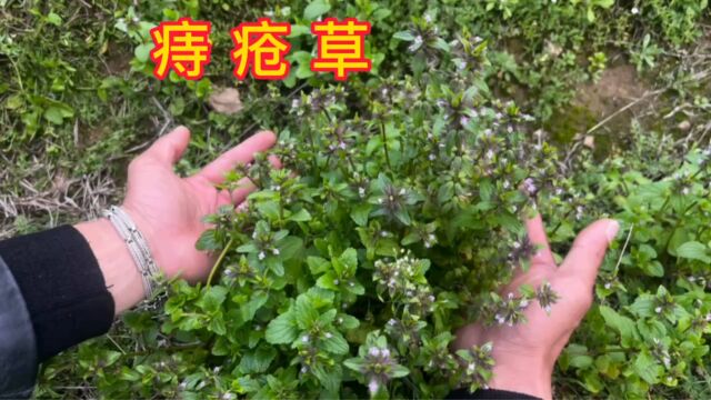 农村很不起眼的“痔疮草”,了解它的用途也不发愁,一起来认识下