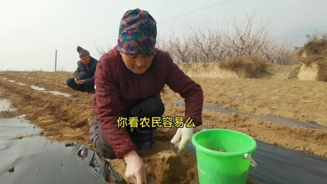 雨后7旬老人跪地种丹参,保墒赶时间,直言农民不容易#记录三农