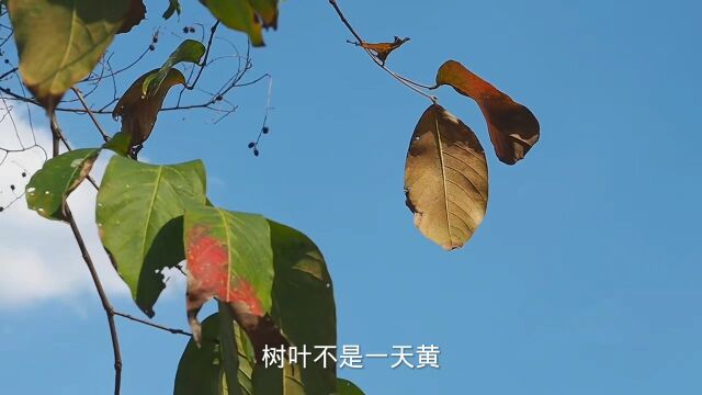 励志情感文案