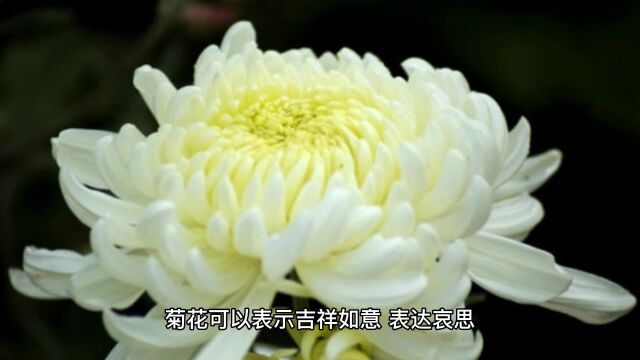 追悼会用什么鲜花:用鲜花追悼故人,家属节哀顺变