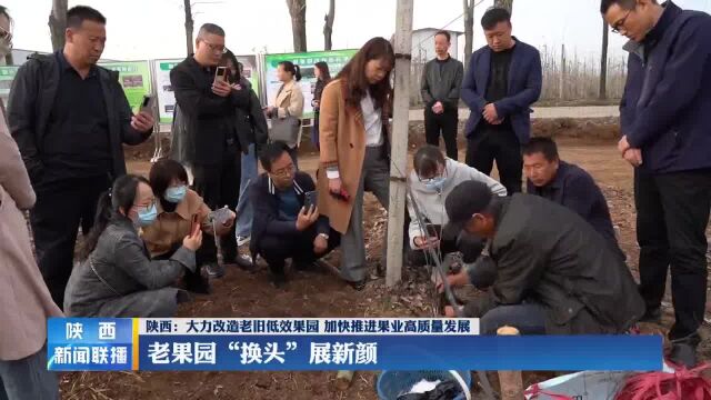 陕西:大力改造老旧低效果园 加快推进果业高质量发展